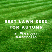 Your Best Autumn Lawn in Western Australia