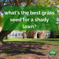 What's the Best Grass for a Shady Lawn?