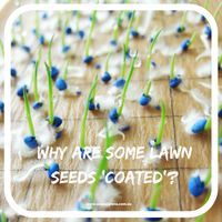 Why are some lawns seeds coated?