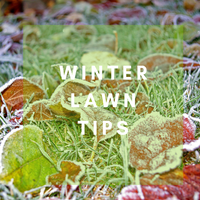 Winter Lawn Tips - Australia wide