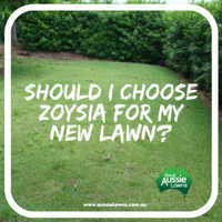 Should I choose Zoysia for my New Lawn?