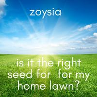 Zoysia Lawn Seed - Is it the right seed for my home lawn?