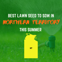 SUMMER 2020: BEST LAWN SEED FOR NORTHERN TERRITORY