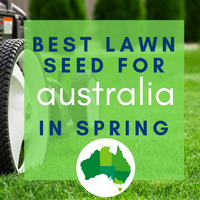 SPRING LAWNS 2019:  Best lawn seed to sow in your area of Australia