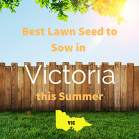 SUMMER 2019 - Best Lawn Seed to sow in VICTORIA this Summer