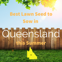 SUMMER 2019 - Best Lawn Seed to sow in QUEENSLAND this Summer