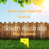 SUMMER 2019 - Best Lawn Seed to sow in SOUTH AUSTRALIA this Summer