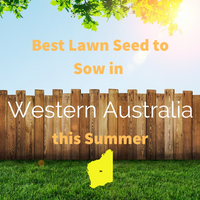 SUMMER 2019 - Best Lawn Seed to sow in WESTERN AUSTRALIA this Summer