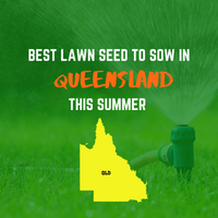 SUMMER 2020: BEST LAWN SEED FOR QUEENSLAND