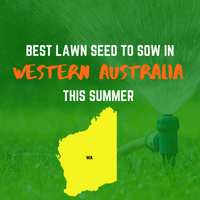 SUMMER 2020: BEST LAWN SEED FOR WESTERN AUSTRALIA