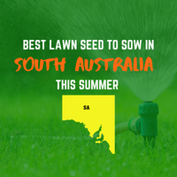 SUMMER 2020: BEST LAWN SEED FOR SOUTH AUSTRALIA