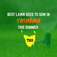SUMMER 2020: BEST LAWN SEED FOR TASMANIA