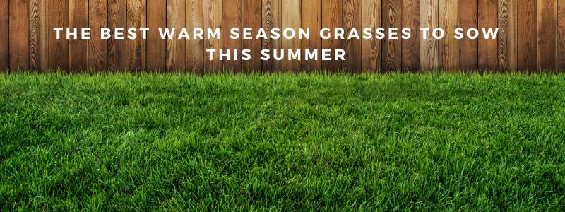 Our best Warm Season Lawn Grasses to Plant this Summer Best Grass Seed For Southern Indiana