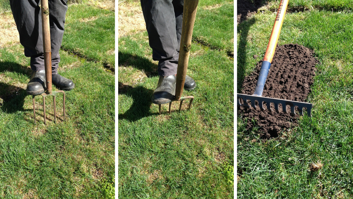 Aerating a lawn with store a garden fork