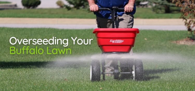 Overseeding Your Buffalo Grass