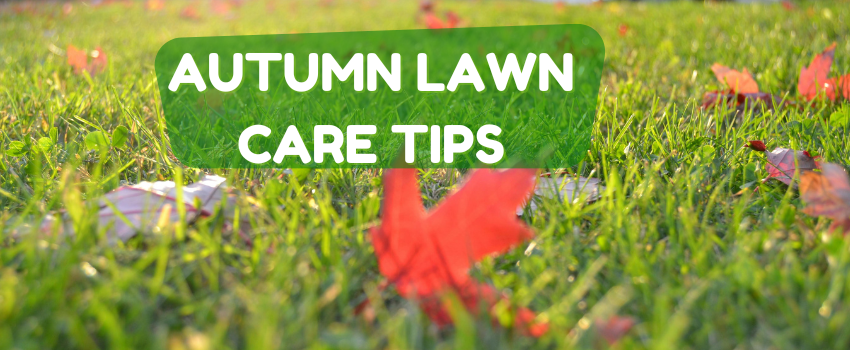 Autumn 2024 lawn care