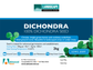 Advanced Seed Dichondra