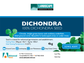 Advanced Seed Dichondra