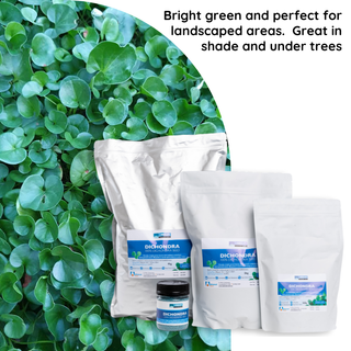 Advanced Seed Dichondra 200gm