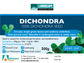 Advanced Seed Dichondra
