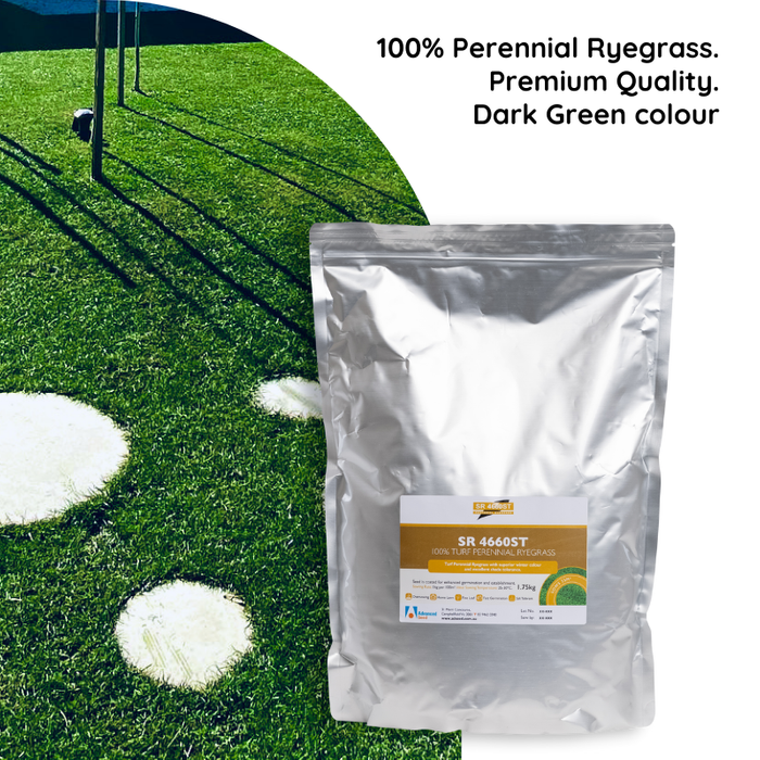 SR 4660ST Turf Perennial Ryegrass