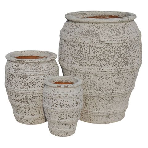 Gorgeia Admiral Urn S/3 White Coral