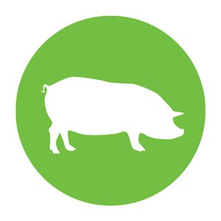 Pig Breeding