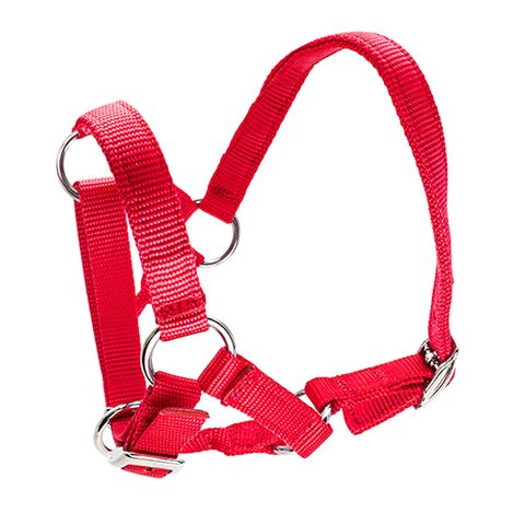 HALTER FOR ALPACAS - RED