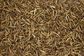 Dried Mealworms