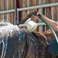 LIVESTOCK SHAMPOO FOAMER