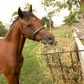 HANGING FENCE WIRE HAY FEEDER