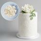 GARDENIA WHITE | SUGAR FLOWER | 1 PIECE