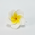 FRANGIPANI LARGE YELLOW | SUGAR FLOWERS | BOX OF 25