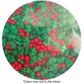 SPRINK'D | HOLLY & BERRY | 500G