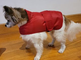 Dog Coat Waterproof 25cm  Min 12 assorted colours