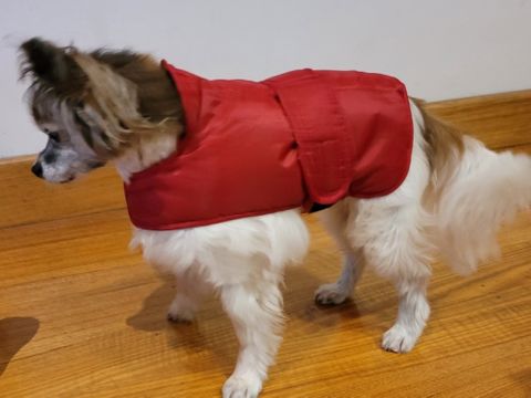 Dog Coat Waterproof 25cm  Min 12 assorted colours