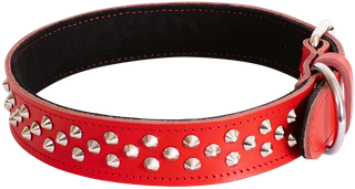 Rotty/Great Dane Dog Collar