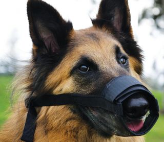 Dog Nylon Adjustable Muzzle