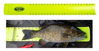 30" HAWG TROUGH FISH MEASURING DEVICE YELLOW