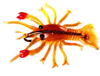 1-1/4" BURKE BABY CRAWFISH 2PK