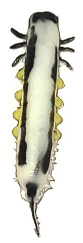 1-1/4" BURKE WHITE CATALPA WORM 2PK