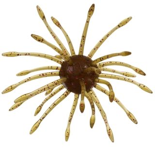 1" UNI - GREEN PUMPKIN PURPLE COPPER