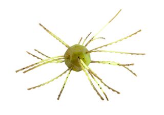 3" TUMBLEWEED FLOATING SUMMER CRAW 4PK