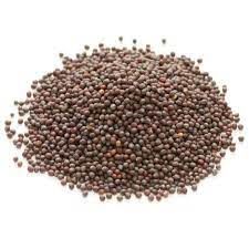 MUSTARD SEEDS - BROWN 1KG