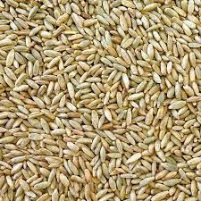 RYE GRAINS