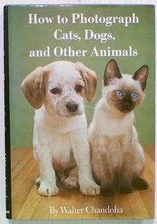 How to Photograph Cats, Dogs, and Other Animals