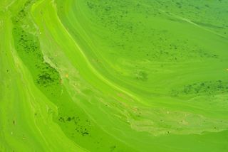 GREEN POOL CLEAN