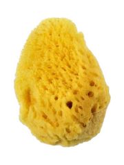 ROYAL SEA SPONGES