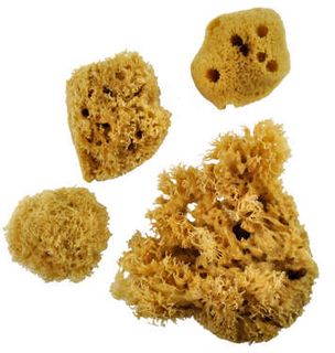 Royal Natural Sea Wool Sponge Set