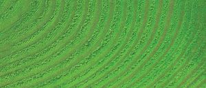 JACQUARD BASIC DYE 14.17G JAR GREEN
